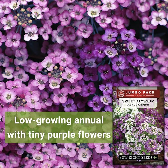 Sow Right Seeds - Bulk Alyssum Seeds for Planting - 2.5 Grams, 6200 Seeds - Non-GMO Heirloom Jumbo Pack with Instructions to Plant a Home Flower Garden - Grow Loads of Beautiful Bed Filling Flowers