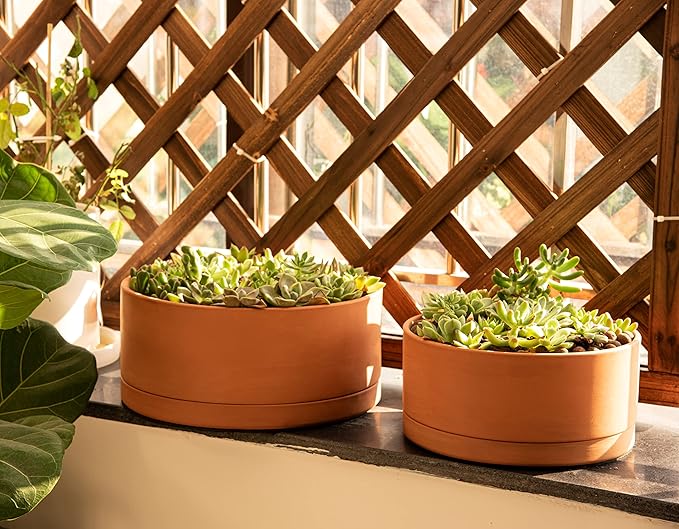 D'vine Dev 12 Inch Succulent Terracotta Shallow Pot with Drainage Hole and Saucer, Round Cylinder Planter Pot for Plant Flower, 40-Y-C-0