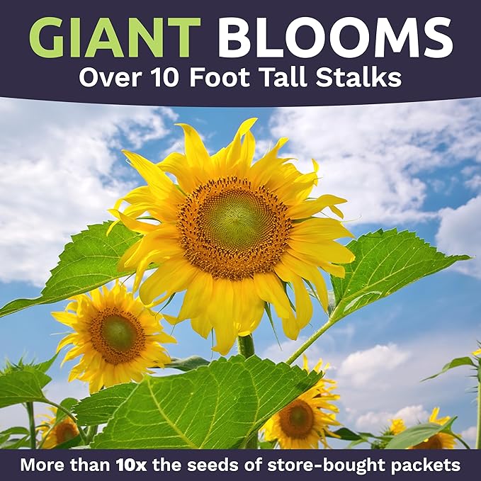 Mammoth Grey Stripe Sunflower Seeds for Planting – Bulk Quarter Pound Bag – Over 1,000 Open Pollinated Non-GMO Seeds – Helianthus annus