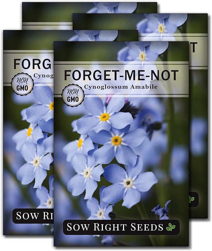 Sow Right Seeds - Forget-Me-Not Flower Seeds for Planting (Cynoglossum amabile) - Non-GMO Heirloom Packet with Instructions - Great to Pair with Cards of Remembrance - Small Blue Memory Blooms (4)