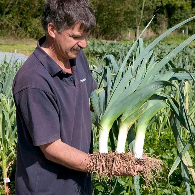 Seeds Leek Autumn Giant Onion - Heirloom Vegetable - GMO Free