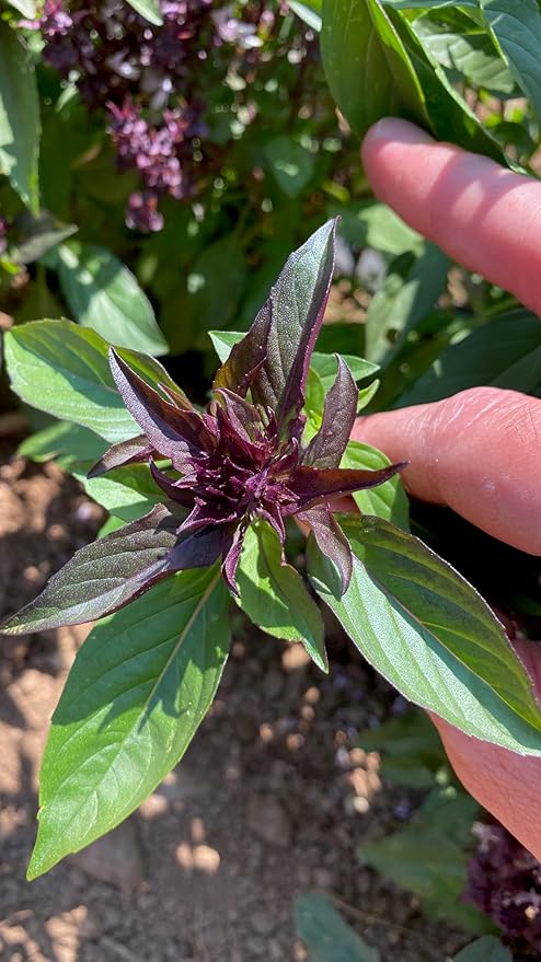 Plant Good Seed Organic Siam Queen Thai Basil Seeds for Planting: Culinary Herb, Green Purple Leaves - 250 Seed Packet
