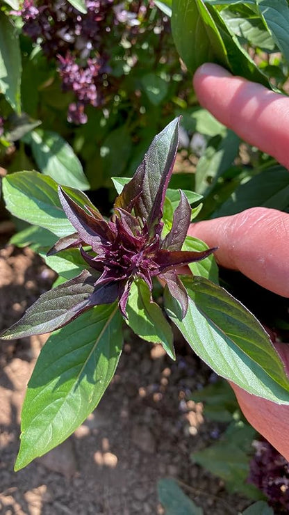 Plant Good Seed Organic Siam Queen Thai Basil Seeds for Planting: Culinary Herb, Green Purple Leaves - 250 Seed Packet