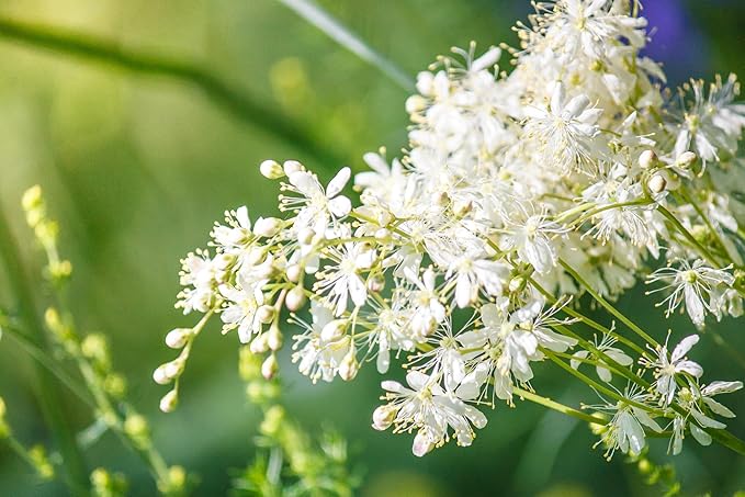 Meadowsweet 350 Seeds (Filipendula ulmaria) Heirloom - Open Pollinated