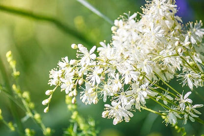 Meadowsweet 350 Seeds (Filipendula ulmaria) Heirloom - Open Pollinated