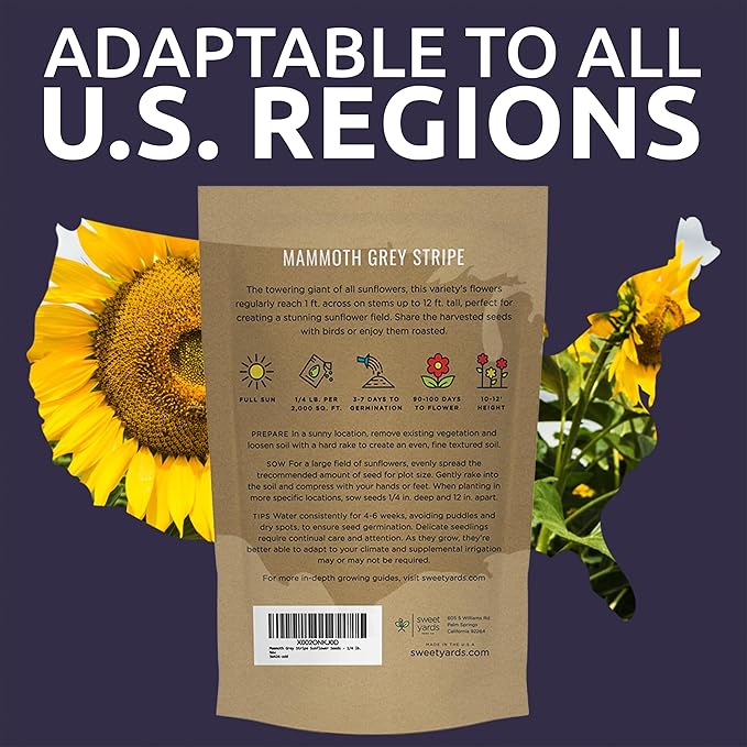 Mammoth Grey Stripe Sunflower Seeds for Planting – Bulk Quarter Pound Bag – Over 1,000 Open Pollinated Non-GMO Seeds – Helianthus annus