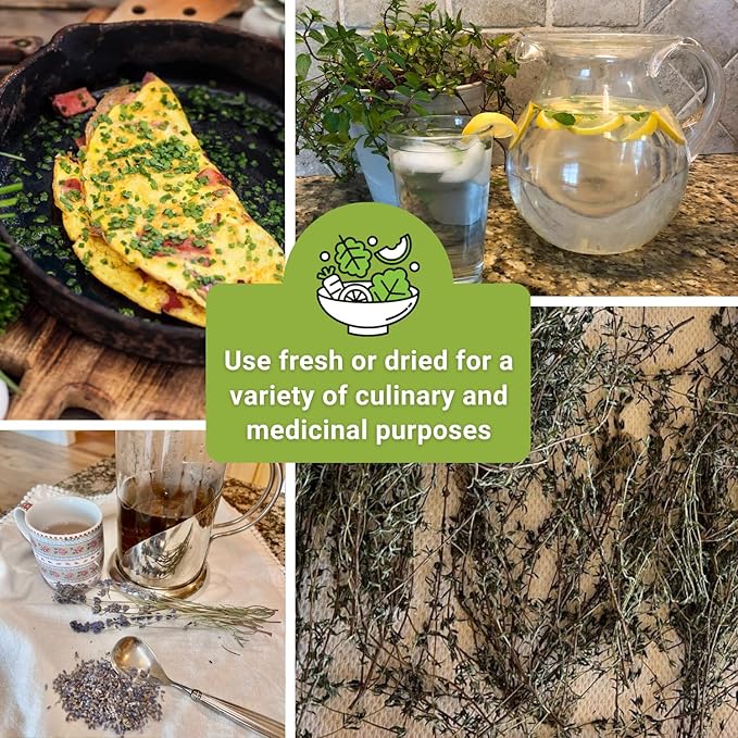 Sow Right Seeds - Perennial Herb Garden Seed Collection - Mint, Lavender, Sage, Common Chives, Lemon Balm, Garlic Chives, Thyme, Peppermint, Oregano and Marjoram - Non-GMO Heirloom Seeds for Planting