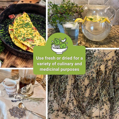 Sow Right Seeds - Perennial Herb Garden Seed Collection - Mint, Lavender, Sage, Common Chives, Lemon Balm, Garlic Chives, Thyme, Peppermint, Oregano and Marjoram - Non-GMO Heirloom Seeds for Planting