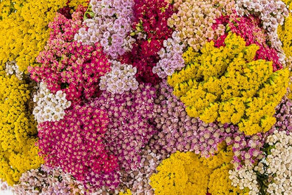 Red Yarrow - A Favorite Perennial Wildflower - 17,500 Seeds
