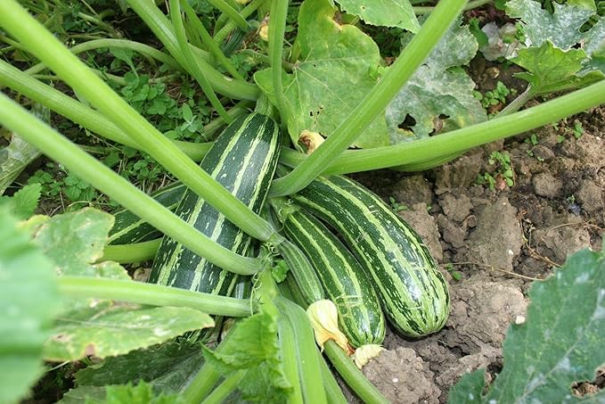 Seeds Vegetable Zucchini Tiger Striped Green - 30 Seeds