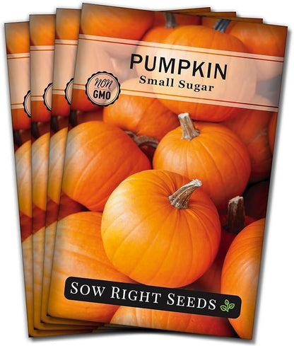 Sow Right Seeds - Small Sugar Pumpkin Seed for Planting - Non-GMO Heirloom Packet with Instructions to Plant a Home Vegetable Garden - Mini Orange Sugar Variety on Long Vines - Fast Growing (4)