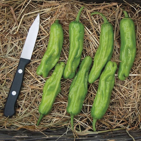 Organic Shishito Pepper Seeds (Approx. 55), 94% Germination Rate, Heirloom Vegetable Seeds, Certified Organic, Non GMO, Non Hybrid, USA
