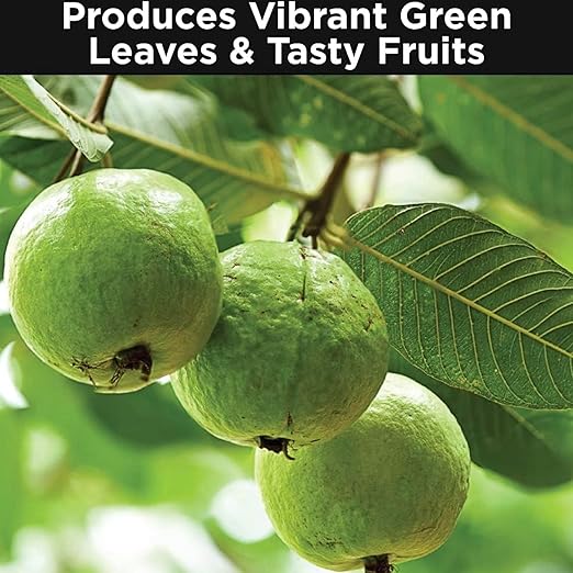 Sovata® Guava Growth Food, Powerful Organic Fertilizer for Fast Growth and Heavy Fruiting of Guava Plants. (200 gm)