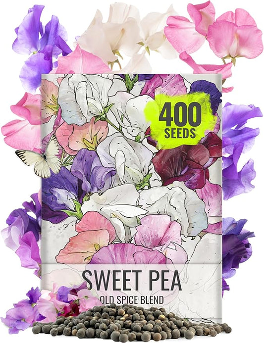 Seed Needs Sweet Pea Seeds for Planting Old Spice Variety | 1 Ounce 400+ Seeds Lathyrus Odoratus Heirloom Mixed Colors | Mixed Color Annual Flower Seed Produces Prolific Multicolored Blooms | Bulk