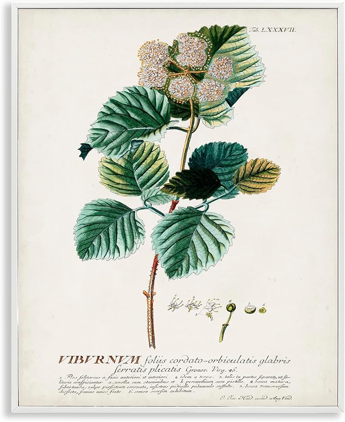Stupell Industries Botanical Plant Illustration Seeds Vintage Design, Design by World Art Group, White Framed, 11 x 14
