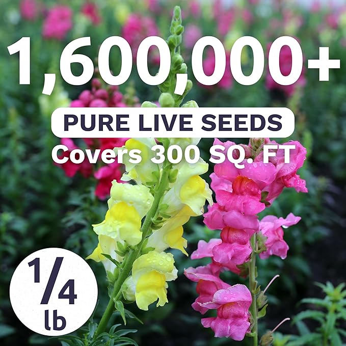 Snapdragon Fairy Bouquet Blend – Large 4 Ounces Seed Packet – 1,600,000 Flower Seeds for Planting – Lineria