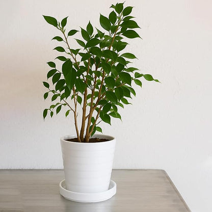D'vine Dev Modern Round 5.4 Inch Ceramic Plant Pot Saucer, Planter Pot Drainage Tray for Indoor Plants, Set of 2, Matte White, 97-T-A-22