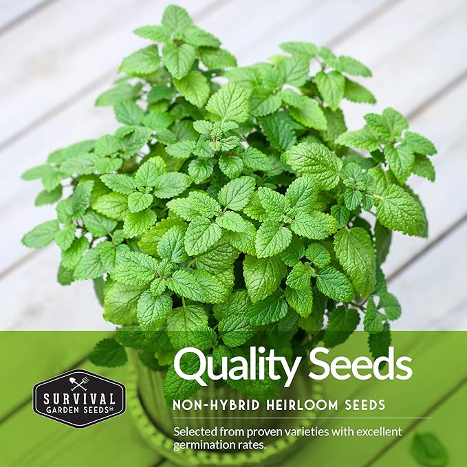 Easy to Grow Herb Seeds Variety Pack | 5 Heirloom Kitchen Herbs for Planting – Basil, Cilantro, Dill, Parsley, Lemon Balm – Indoor & Outdoor Growing for Kids & Beginners – Survival Garden Seeds