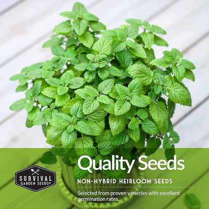 Easy to Grow Herb Seeds Variety Pack | 5 Heirloom Kitchen Herbs for Planting – Basil, Cilantro, Dill, Parsley, Lemon Balm – Indoor & Outdoor Growing for Kids & Beginners – Survival Garden Seeds