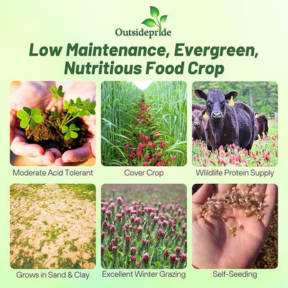 Outsidepride Crimson Clover Seeds - 5 lbs. Annual, Nitrocoated, & Inoculated Ground Cover Seeds, Ideal Clover Seed for Lawn, Cover Crop, Pasture, Hay, Green Manure & Wildlife Forage
