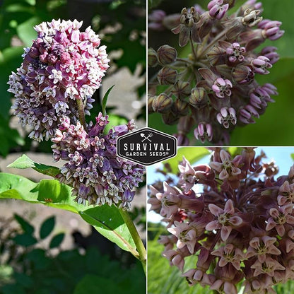 Common Milkweed Seeds for Planting - 1 Packet with Instructions Grow Asclepias Syriaca Wildflowers - Attract Monarch Butterflies & Help Conservation Non-GMO Heirloom Variety - Survival Garden Seeds