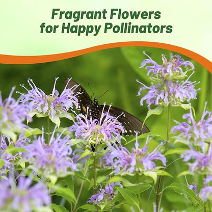 Outsidepride Wild Bergamot Seeds - 2000 Pcs Perennial, Easy to Grow & Pollinator Friendly Monarda Fistulosa Flower Seeds for Planting Aromatic Leaves & Edible Blooms, Ideal for Teas & Potpourri