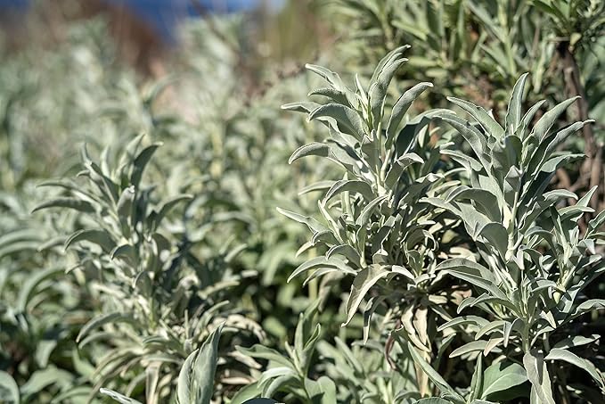 Plant Good Seed Organic White Sage Seeds for Planting: California Native Plant, Silvery Leaves - 100 Seed Packet