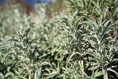 Plant Good Seed Organic White Sage Seeds for Planting: California Native Plant, Silvery Leaves - 100 Seed Packet