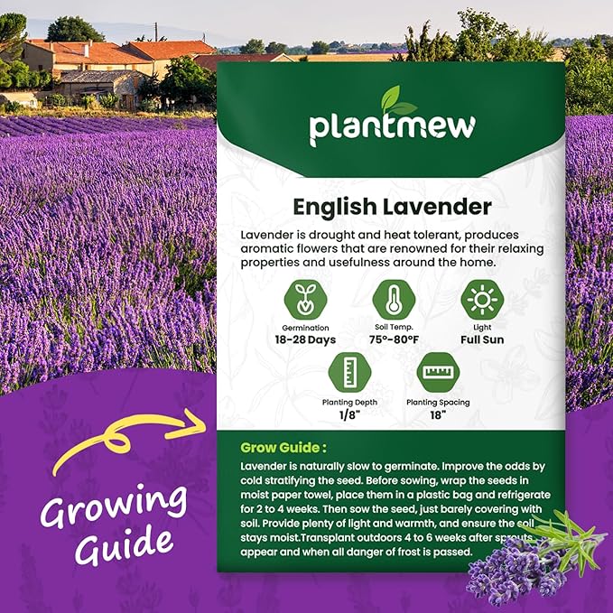 English Lavender Seeds for Planting - 1500+ Heirloom, Non-GMO Seeds - High Germination, Fragrant Purple Flowers Herb Seeds for Home Garden, Indoor/Outdoor