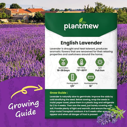English Lavender Seeds for Planting - 1500+ Heirloom, Non-GMO Seeds - High Germination, Fragrant Purple Flowers Herb Seeds for Home Garden, Indoor/Outdoor