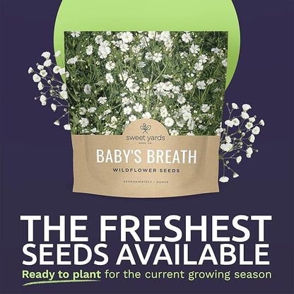 Showy Baby's Breath Seeds – Bulk Quarter Pound Bag – Over 80,000 Open Pollinated Non-GMO Wildflower Seeds – Gypsophila elegans – Quick Blooming White Flowers