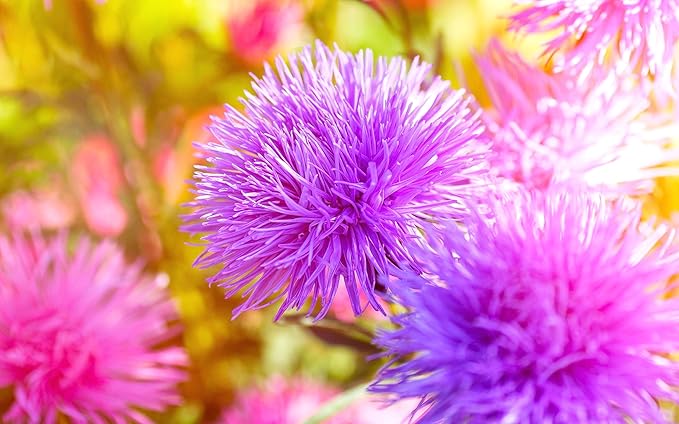 Needle Aster Seed Mix Multicolor 100 Seeds for Planting Non-GMO