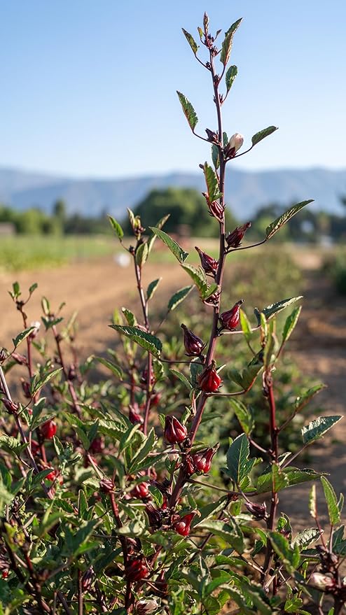 Plant Good Seed Organic Hibiscus sabdariffa/Jamaica/Red Roselle Seeds for Planting: Culinary and Tea Herb, Red Fleshy Calyces - 30 Seed Packet