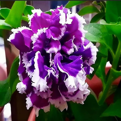 Purple Petunia Flower Seed, 300 Non-GMO Double Petunia Seeds, Annual Petunia Seeds for Planting Home Garden Outdoor