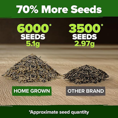 HOME GROWN Verbena Moss Seeds - 6000+ Perennial Flower Seeds for Ground Cover - Heat-Tolerant Plant Seed for Outdoor Gardening, Walkways & Erosion Control - Attracts Pollinators (Verbena Tenuisecta)