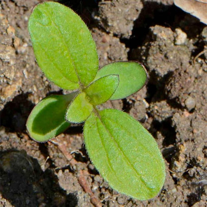 Seed Needs Sunflower Seeds to Plant Sunset Blend 7 Varieties Mix | 1000+ Seeds Helianthus Annuus Heirloom Open Pollinated Bulk Flower Seed | Multicolored Sun Flowers