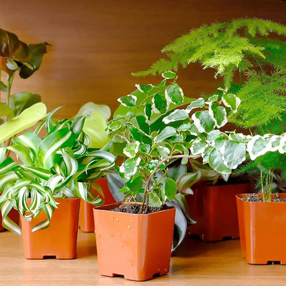 Easy to Grow Houseplants (12 Pack) Live House Plants in Plant Containers, Growers Choice Plant Set in Planters with Potting Soil Mix, Home Décor Planting Kit or Outdoor Garden Gifts by Plants for Pets