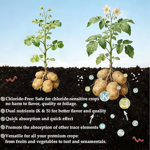 3lb Potash Fertilizer 0-0-60, Sulfate of Potash Indoor Plant Fertilizer, Potassium Fertilizer, Plant Food for Houseplants, Fruit, Flower, Tomato, Promote Large Flower Blooming & Fruit Growth