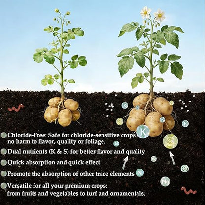 3lb Potash Fertilizer 0-0-60, Sulfate of Potash Indoor Plant Fertilizer, Potassium Fertilizer, Plant Food for Houseplants, Fruit, Flower, Tomato, Promote Large Flower Blooming & Fruit Growth