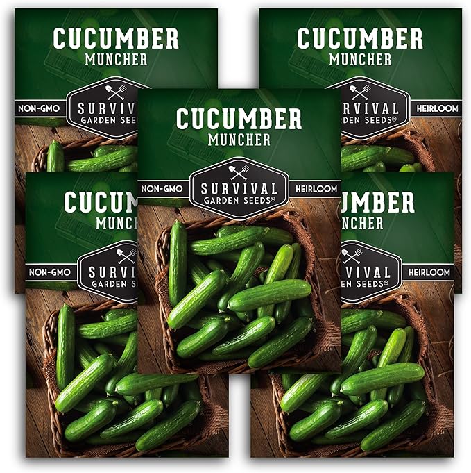 Muncher Cucumber Seeds for Planting | Burpless Variety with Smooth Skin for Snacking or Slicing – Survival Garden Seeds (5 Packs)