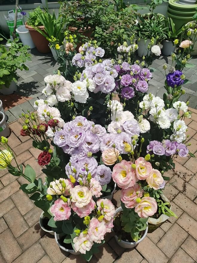 500 PCS Double Petal Eustoma Seeds, Lisianthus Flower Seeds for Indoor Outdoor Gardening, High Germination Rate Flower Seeds for Home Yard Balcony Container Planting