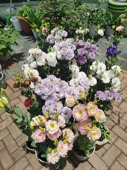500 PCS Double Petal Eustoma Seeds, Lisianthus Flower Seeds for Indoor Outdoor Gardening, High Germination Rate Flower Seeds for Home Yard Balcony Container Planting