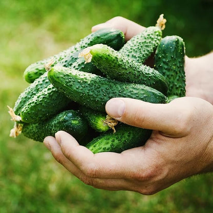 Purely Organic Products Boston Pickling Cucumber Seeds, Heirloom Organic, 3-6 inch Fruits (5 Packets - 20 Grams - Approx 500 Seeds)