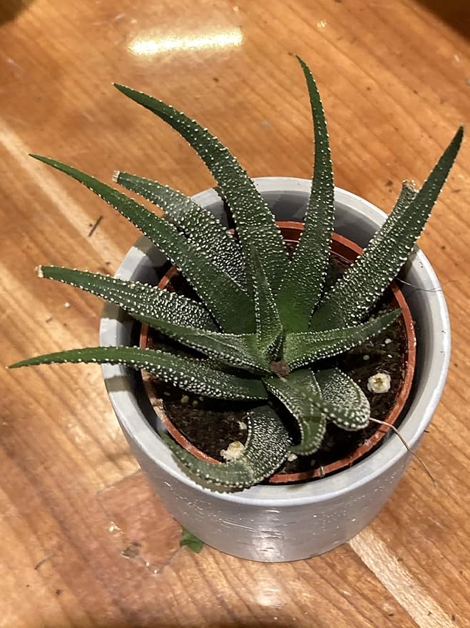 Aloe Vera Plant Potting Soil Mix Peat Moss & Perlite (½ Gallon / 2 quarts).