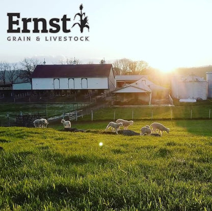 Ernst Grain & Livestock Black Oil Sunflower Seeds - Birdseed for Outside Feeders Wild Bird Food - Ideal Bird Seed for Cardinals, Woodpeckers and More - Non-GMO, 7lb