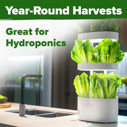 HOME GROWN Romaine Lettuce Seeds, Paris Island Bulk Pack, 7000+ Lettuce Seeds for Planting, High Germination Heirloom Vegetable Seeds,Works Indoor in Hydroponic Garden and Outdoor