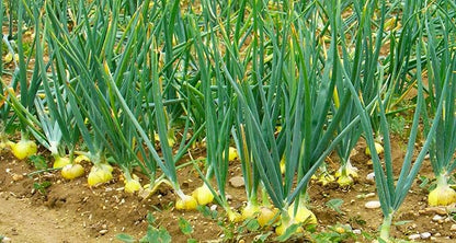TomorrowSeeds - Texas 1015Y SuperSweet Onion Seeds - 200+ Count - for 2026 Planting Official Texas State Vegetable Granex Sweet Candy Short Day Garden Heirloom Onions Grow Your Own Home Farm Patio