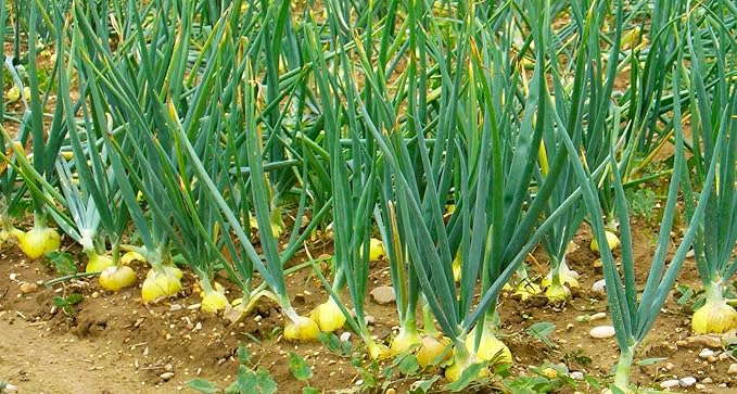 TomorrowSeeds - Texas 1015Y SuperSweet Onion Seeds - 2400+ Count - for 2026 Planting Official Texas State Vegetable Granex Sweet Candy Short Day Garden Heirloom Onions Grow Your Own Home Farm Patio