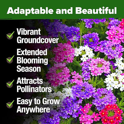 HOME GROWN Verbena Moss Seeds - 6000+ Perennial Flower Seeds for Ground Cover - Heat-Tolerant Plant Seed for Outdoor Gardening, Walkways & Erosion Control - Attracts Pollinators (Verbena Tenuisecta)