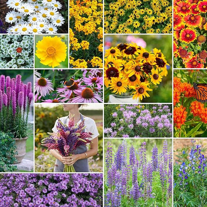 Eden Brothers Northeast All Perennial Wildflower Mixed Seeds for Planting, 1 lb, 480,000+ Seeds with Milkweed, NE Aster | Attracts Pollinators, Plant in Spring or Fall, Zones 3, 4, 5, 6, 7, 8, 9, 10
